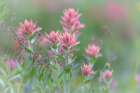 Canada, British Columbia, East Kootenay Mountains. Indian paintbrush flowers. Art Print